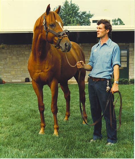 Affirmed Thoroughbred Horse Racing Thoroughbred Horse Horses