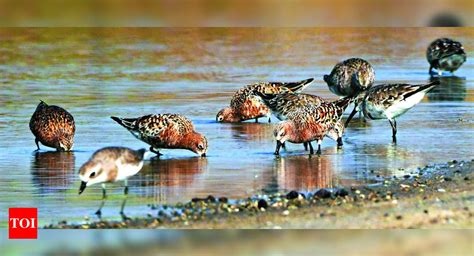 Shorebirds Shorebirds Sighted Between Kovalam Creek And Nemilicherry