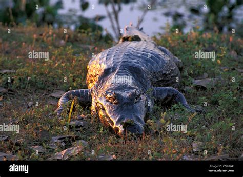 Caiman, crocodile, animal, Caiman, crocodile, animal, crocodilus ...