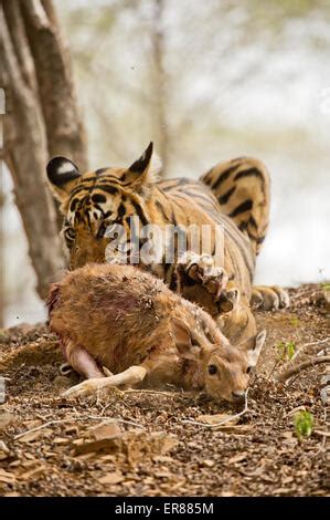 A tiger eating a Sambar Deer Stock Photo: 83481686 - Alamy