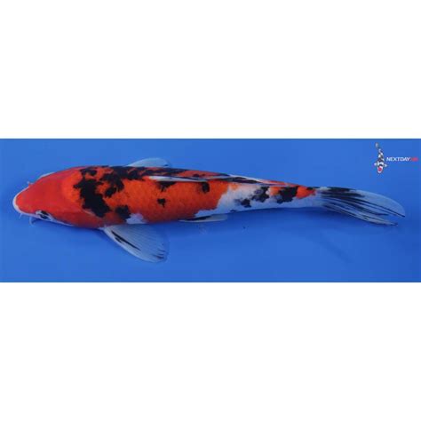 Imported Sanke Koi Fish For Sale