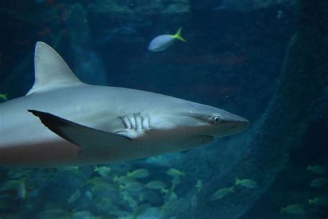 The Oceanarium At Sea Life Melbourne Aquarium Will Reopen This January