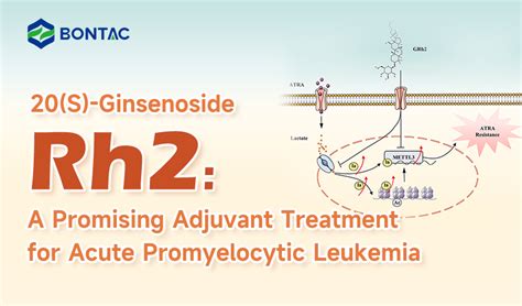 20 S Ginsenoside Rh2 A Promising Treatment For A Rg3 Meta