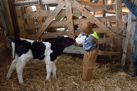 Bottle Feeding Calf Stock Photo - Download Image Now - iStock