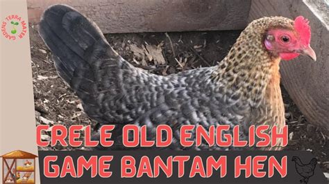 Crele Old English Game Bantam Hen Information And Raising Tips Youtube