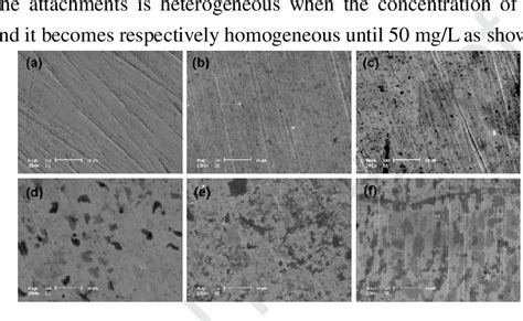 Sem Surface Morphologies Of Carbon Steel Samples Immersed In A B