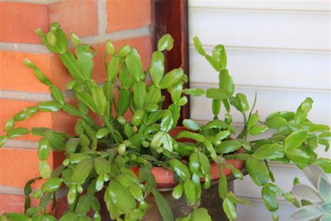 Epiphyllum anguliger pflegen Gießen Düngen Umtopfen und mehr