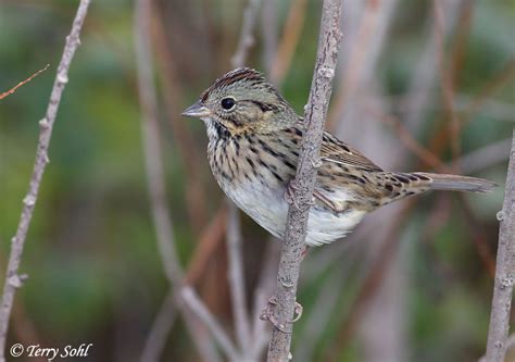 Lincolns Sparrow South Dakota Birds And Birding