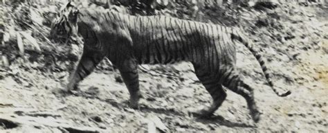 This Tiger Was Thought Extinct. Then a Single Strand of Hair Was Found ...