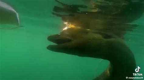 Vídeo de peixe gigante encontrado na praia do Farol da Barra assusta