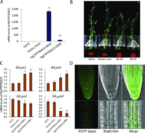 Heterologous Overexpression Of Pgcyp A Ecfp In Arabidopsis A