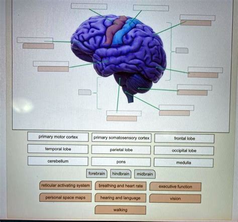 SOLVED: Primary motor cortex Primary somatosensory cortex Frontal lobe Temporal lobe Parietal ...