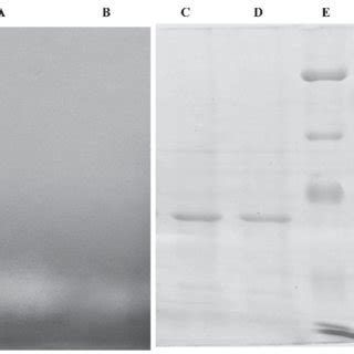 Tetramethylpyrazine Tmp Biosynthetic Pathway And Other Overflow