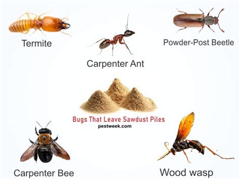 Bugs That Leave Piles Of Sawdust Pestweek In Ant Infestation