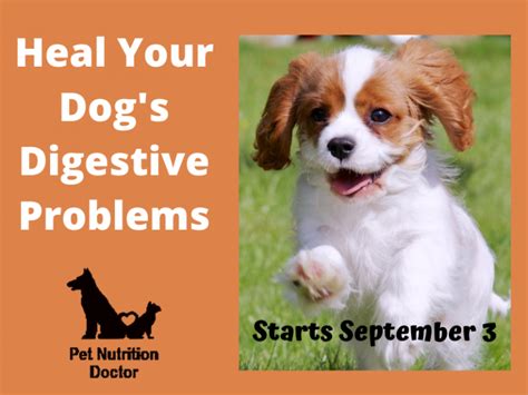 Heal Your Dogs Digestive Problems 1 Pet Nutrition Doctor