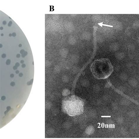 Morphology Of Phage Vb Efas Al A Plaques Of Vb Efas Al B