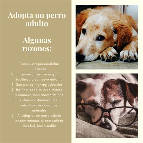 Que Significa Adoptar Un Perro Nbkomputer