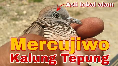 Perkutut Mercujiwo Kalung Tepung Youtube