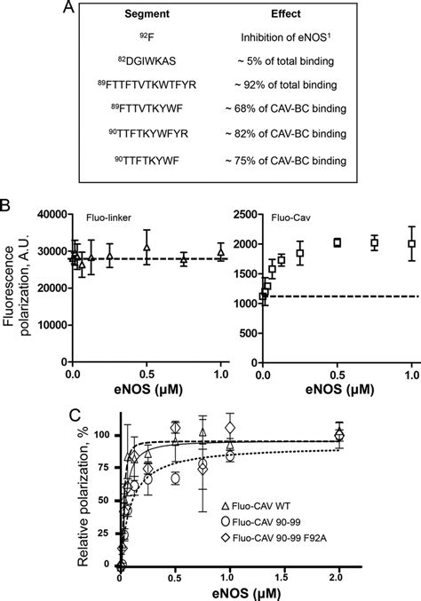 Affinity Of ENOS Binding To CAV 90 99 A Tabulated Representation Of