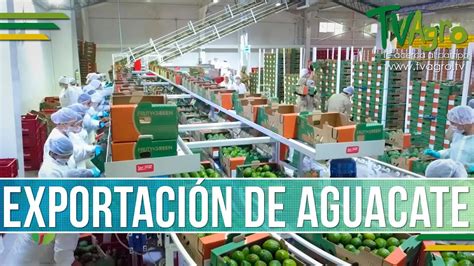 Caracteristicas En La Exportacion De Aguacate Tvagro Por Juan Gonzalo