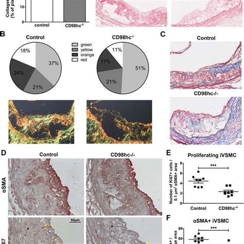 Cd Hc Controls Vsmc Proliferation And Migration A After Days Of