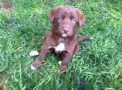 Chocolate Lab mix puppies for Sale in Vancouver, Washington Classified ...