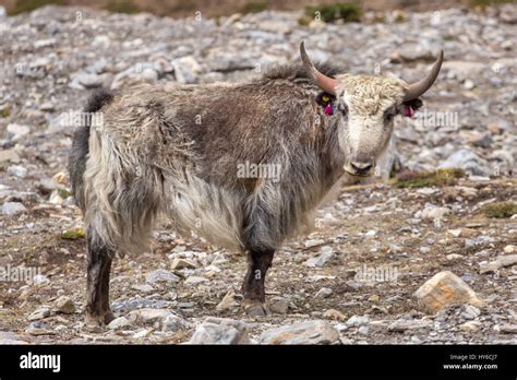 White Yak Hair Hi Res Stock Photography And Images Alamy