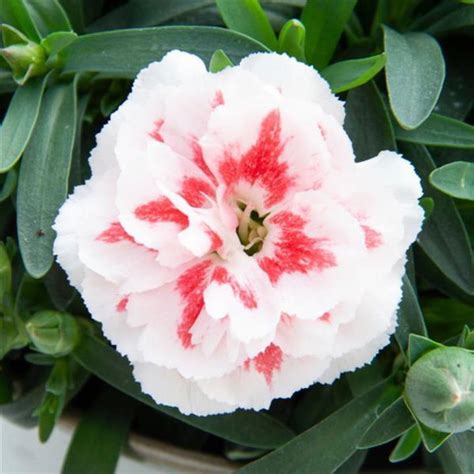 Dianthus Caryophyllus Oscar Red Star Garofano Vendita Piante Online