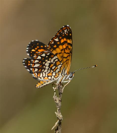 Texas Butterfly Festival 2016 Flickr