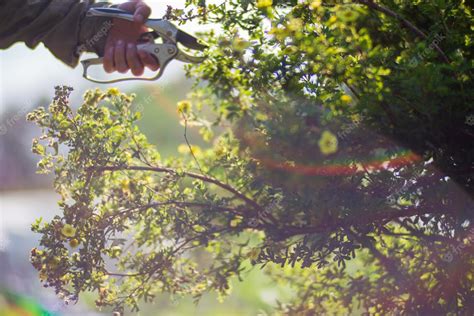 Premium Photo Farmer Hands Who Make Pruning Of Bushes With Large