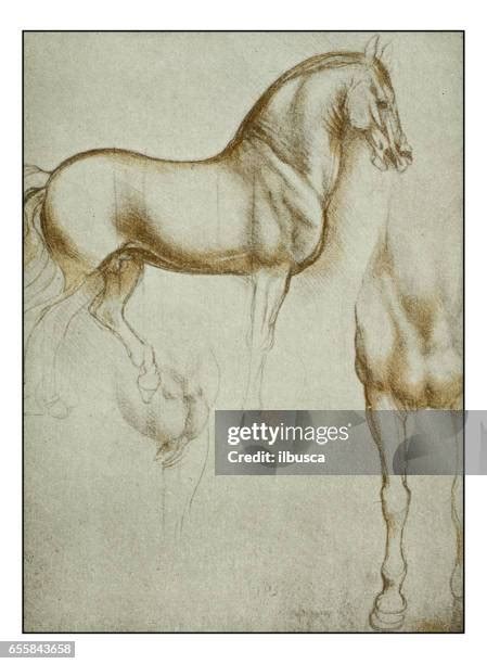 459 Leonardo Da Vinci Horse Stock Photos, High-Res Pictures, and Images - Getty Images