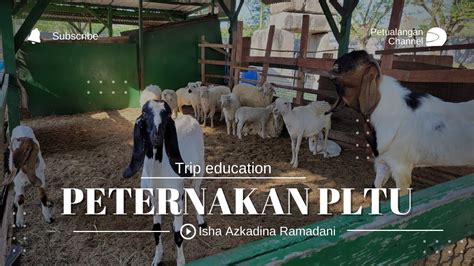 Main Ke Peternakan Pltu Rembang Peternakan Sapi Limousine Farm