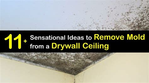 How To Get Black Mold Off Bathroom Ceiling Shelly Lighting