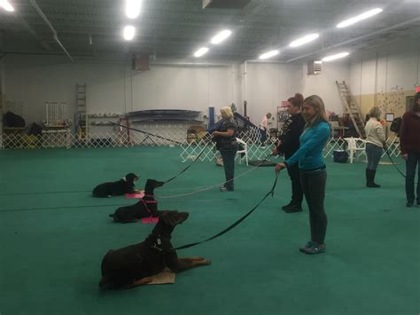 how to train dog to speak 6