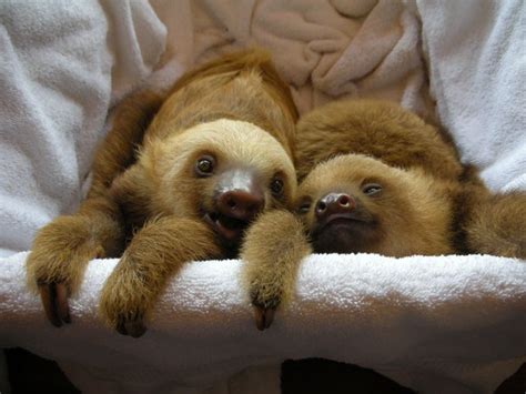 Baby Sloth Wallpaper - WallpaperSafari