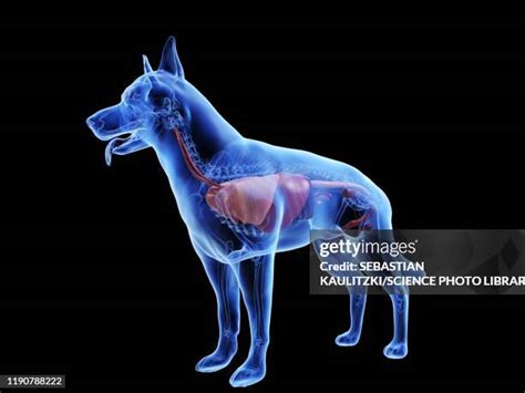 51 Dog Stomach Anatomy Stock Photos, High-Res Pictures, and Images ...