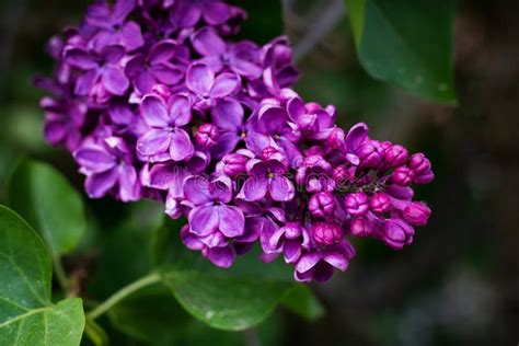 Purple lilac flower stock image. Image of lilacs, beauty - 118980477