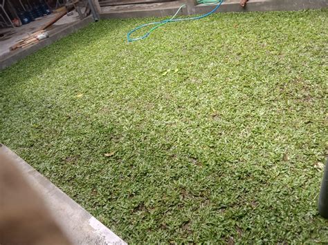 Rumput Gajah Mini Per Meter Harga Murah Di Cilacap Tribun Jualbeli