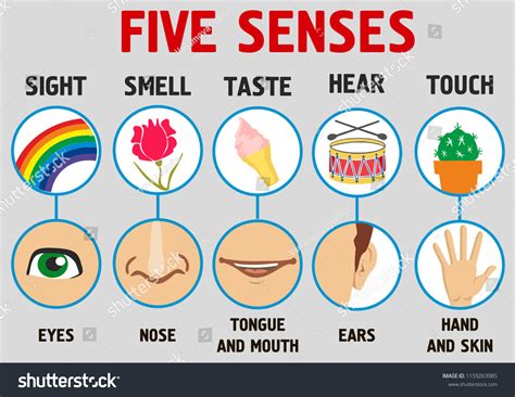 Five Senses Illustrations Sight Hear Smell Vetor Stock Livre De