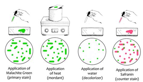 Lab 5 Structural Stains Endospore Capsule And Flagella Flashcards