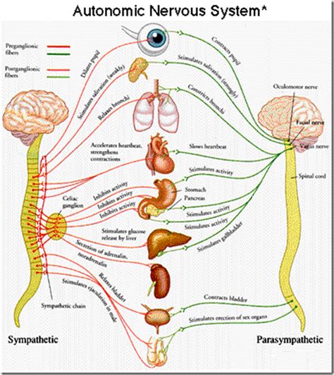 Mms Ans Physiology Medatrio