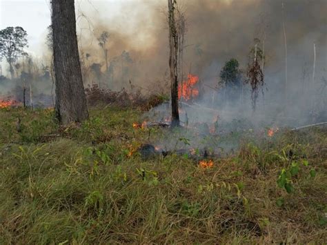 G Agricultores S O Presos Por Colocar Fogo Em Lote Na Regi O Sul De