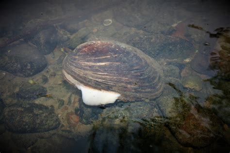 Tippecanoe River mussel | FWS.gov