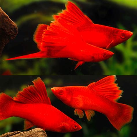 Swordtails Albino Firecracker High Fin Swordtail 4cm Aquarium Central