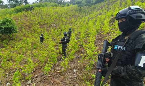 En Olanchito Yoro Aseguran Mil Arbustos De Coca En Plantaci N De