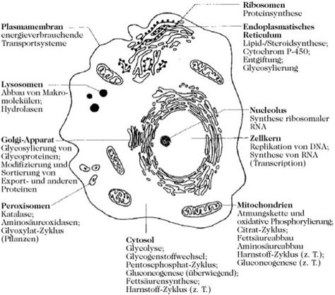 Zellkompartimente Lexikon Der Biochemie