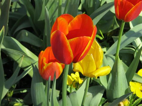 Fotos gratis flor pétalo floral tulipán rojo color macro