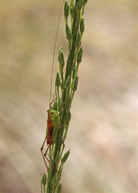 Short Winged Meadow Katydid Conocephalus Brevipennis Flickr