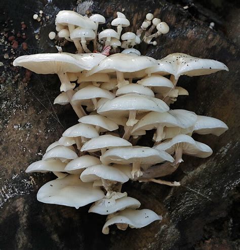 Slimy Beech Tuft Mushrooms Walter Baxter Geograph Britain And