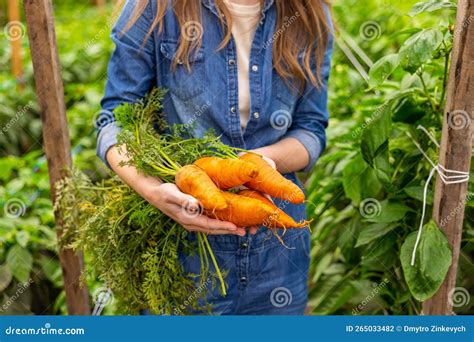 Agronomist Showing the Harvest of Vegetable Crops before the Camera ...